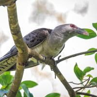 Channel-billed Cuckoo